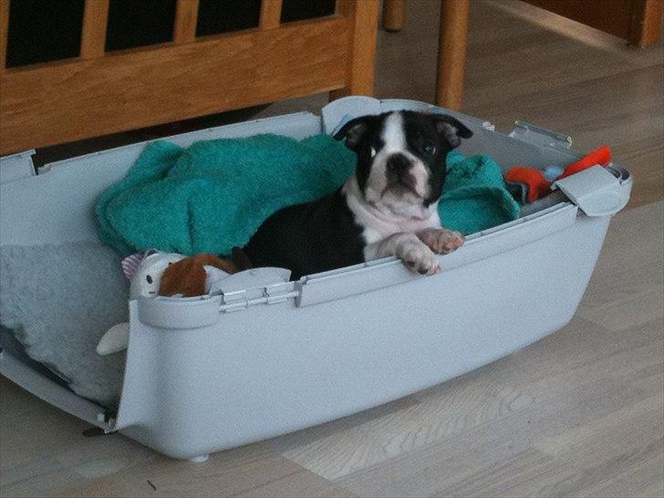 Boston terrier Dobby billede 3