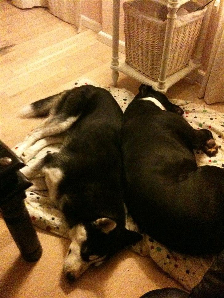 Siberian husky Lucca - Lucca og storebror hygge en aften på deres dyne. billede 17