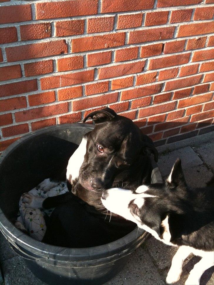 Siberian husky Lucca - Storebror der skælder ud fordi Lucca vil op og sidde sammen med ham i Murespanden. billede 18