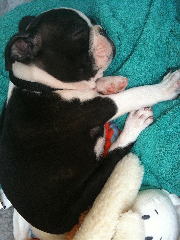 Boston terrier Dobby billede 4