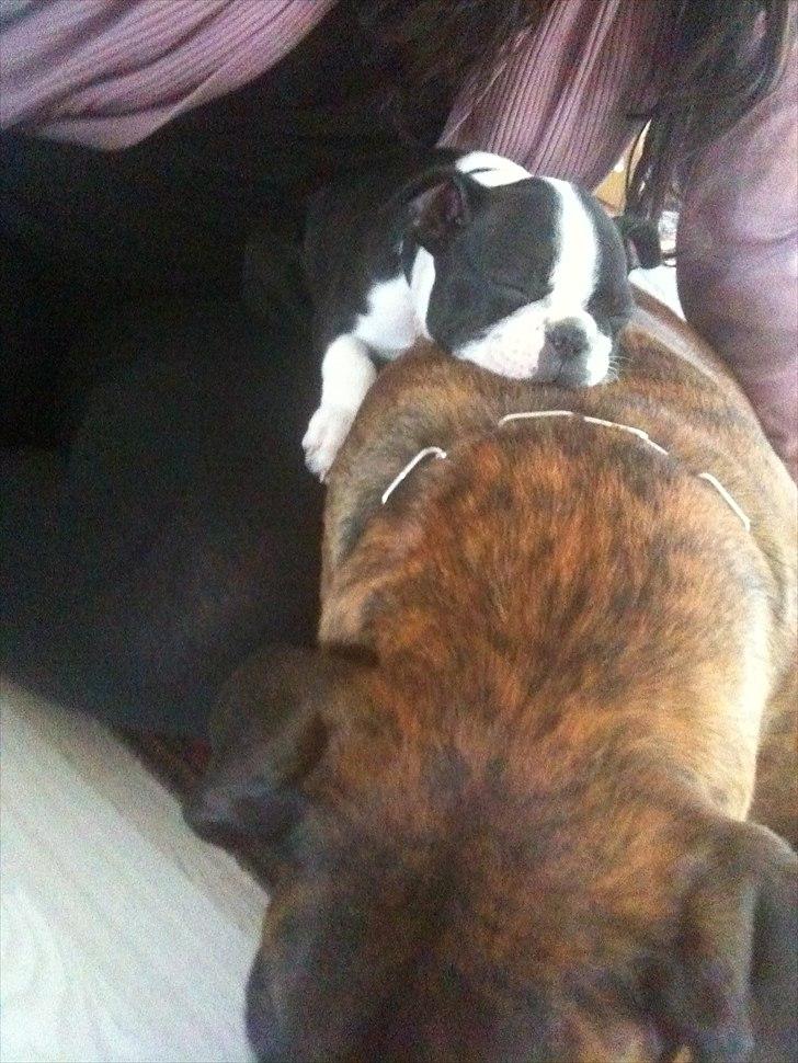 Boston terrier Dobby billede 5