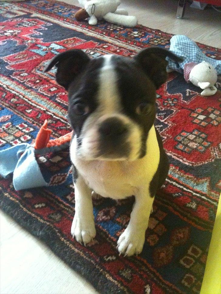 Boston terrier Dobby billede 6