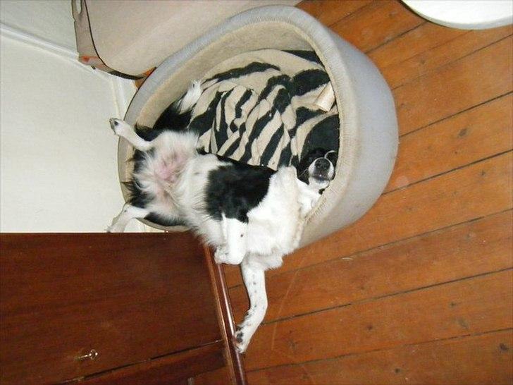 Blanding af racer Lucky billede 5