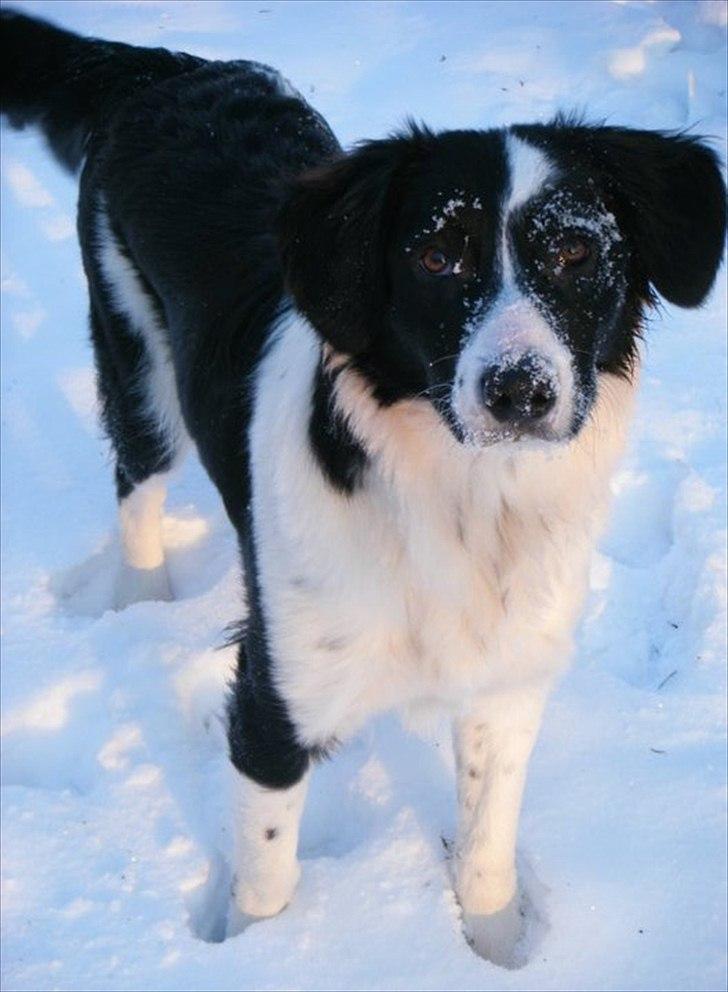 Blanding af racer Lucky billede 1