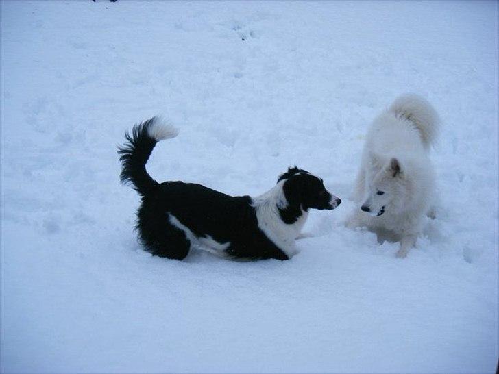 Blanding af racer Lucky billede 3