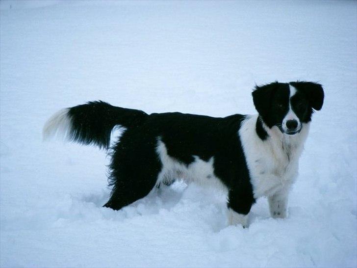 Blanding af racer Lucky billede 2