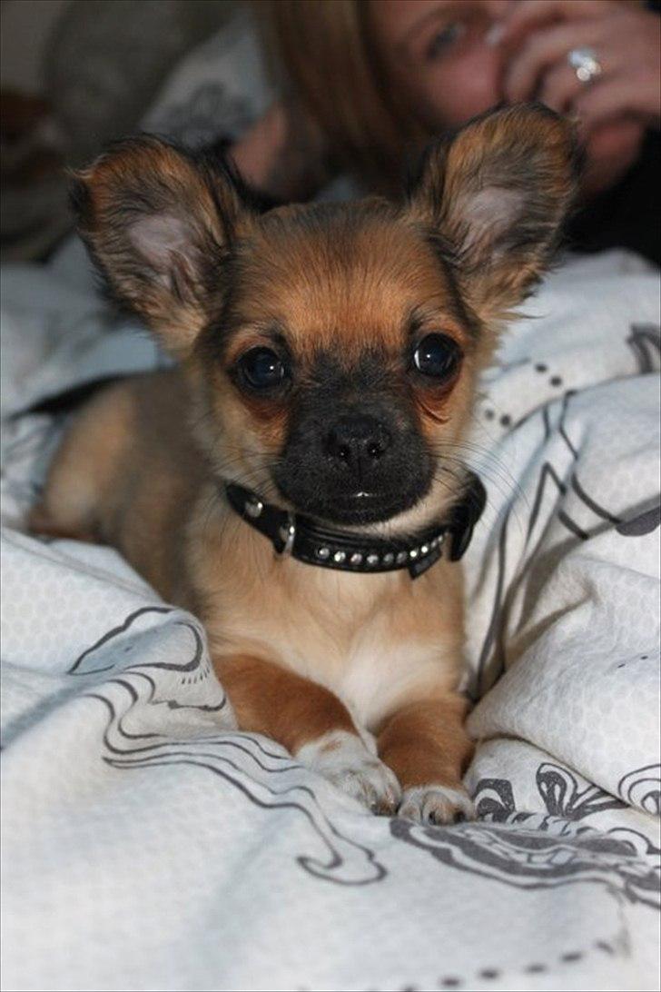 Chihuahua Cosmo billede 1