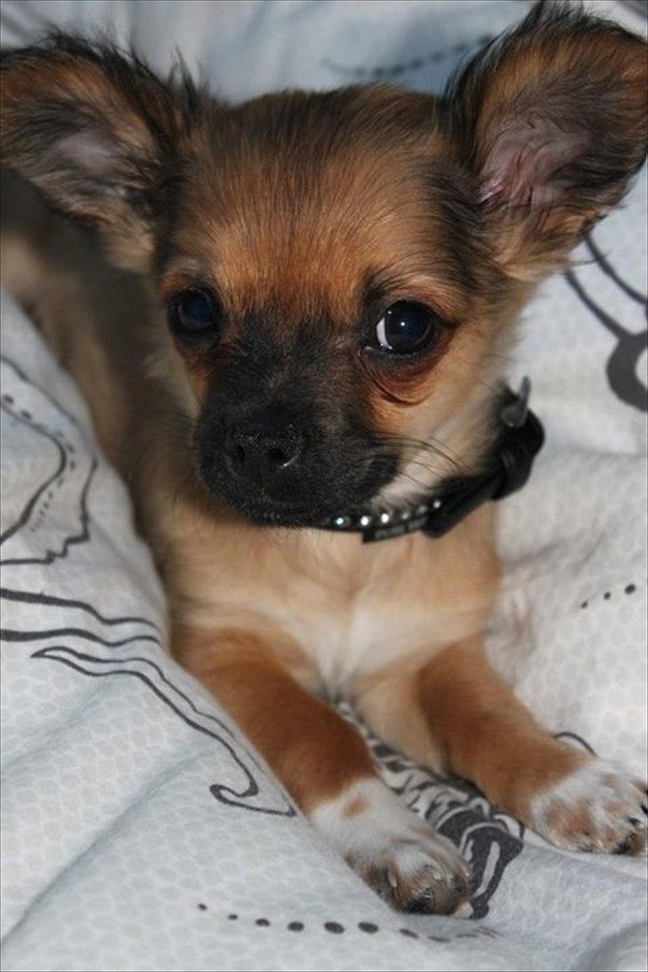Chihuahua Cosmo billede 2