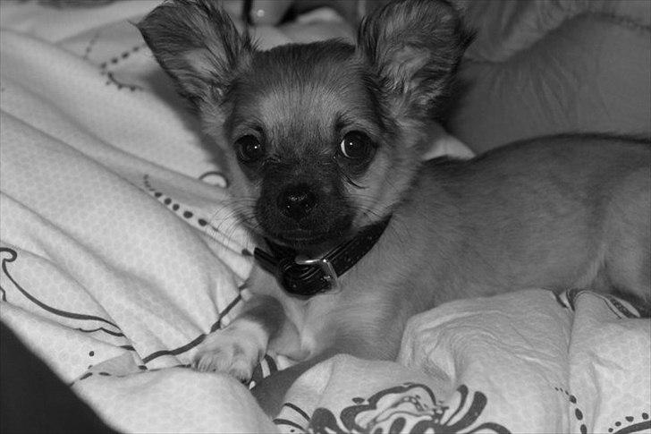 Chihuahua Cosmo billede 3