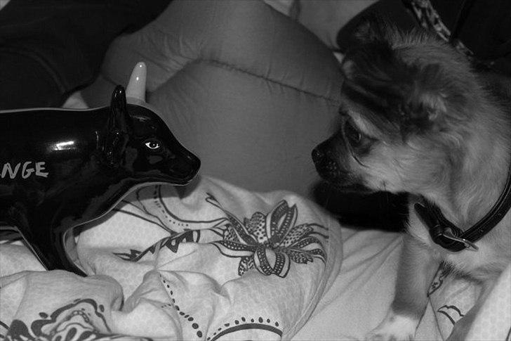 Chihuahua Cosmo billede 4