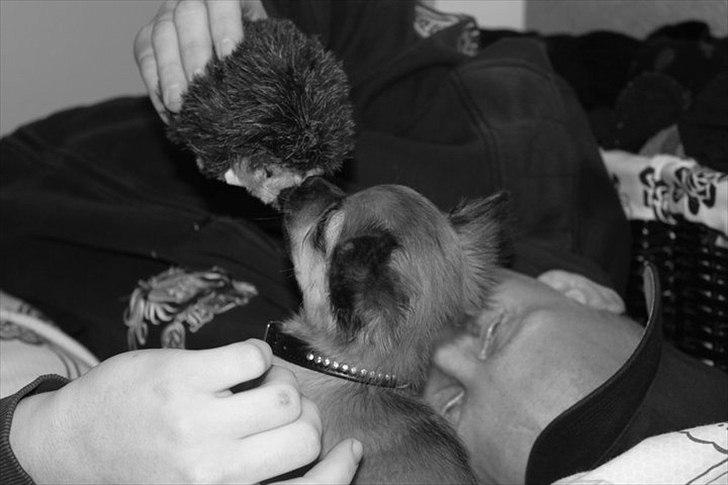 Chihuahua Cosmo billede 5