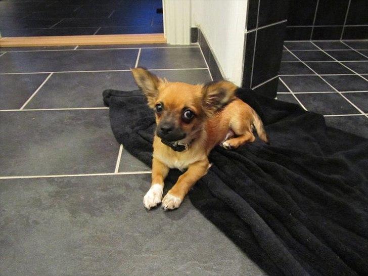 Chihuahua Cosmo billede 6