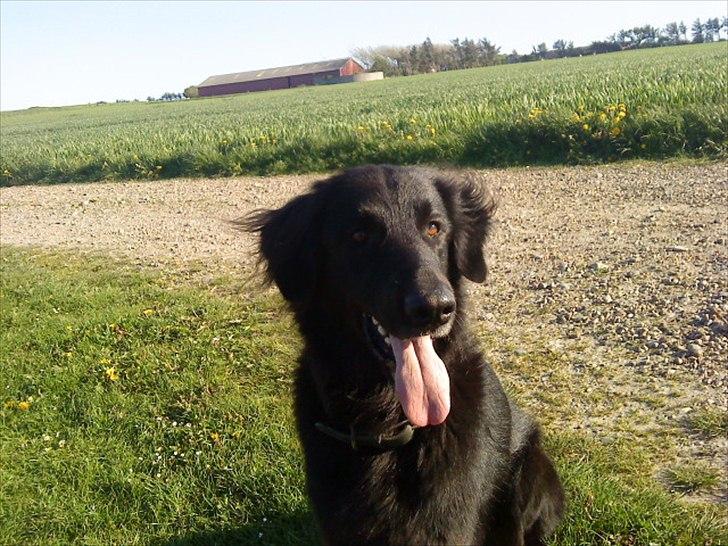 Blanding af racer BASSE - Aflivet d. 19 - 5 - 2009 * Rest in Peace* - You simply the best!   - Jeg elsker dig glem aldrig det, minskat! *-:   R.I.P )-: billede 16