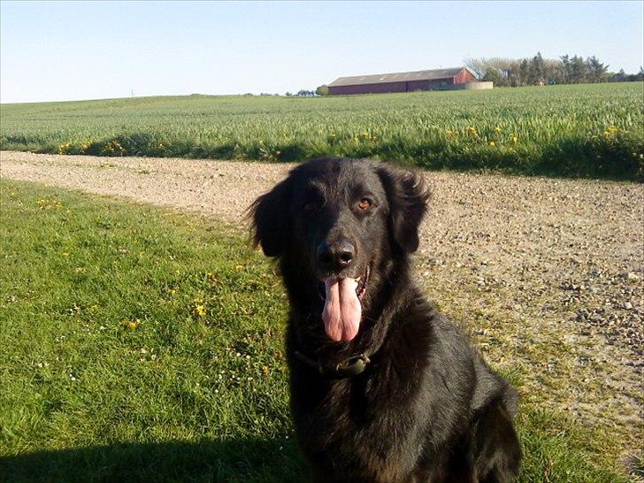 Blanding af racer BASSE - Aflivet d. 19 - 5 - 2009 * Rest in Peace* - Jeg håber så inderligt at du har godt deroppe.. for du fortjener virkelig det bedste. Nu er det snart 2 år siden du gik væk, og jeg savner dig!  ingen kan nogensinde ta' din plads i mit hjerte!  Selvom vi har fået Kasja.. hun er nu meget sød, men igen.. I billede 17