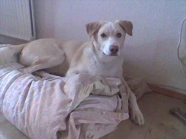 Blanding af racer Toby billede 1