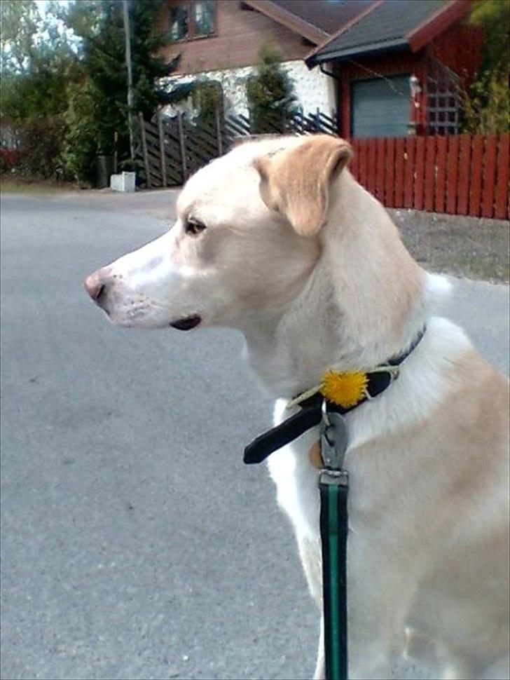 Blanding af racer Toby billede 2