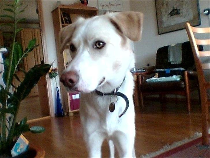 Blanding af racer Toby billede 3