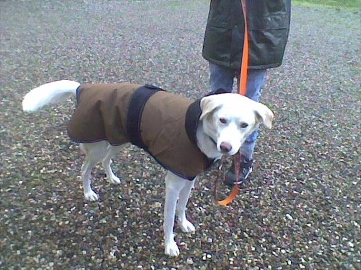 Blanding af racer Toby billede 4