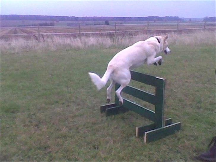 Blanding af racer Toby billede 5