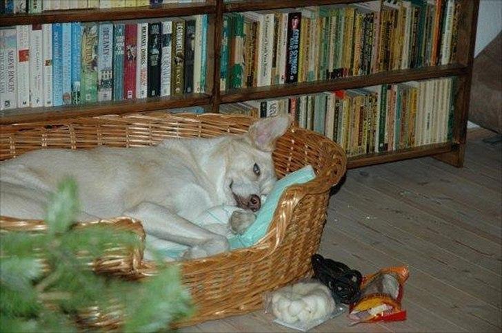 Blanding af racer Toby billede 6