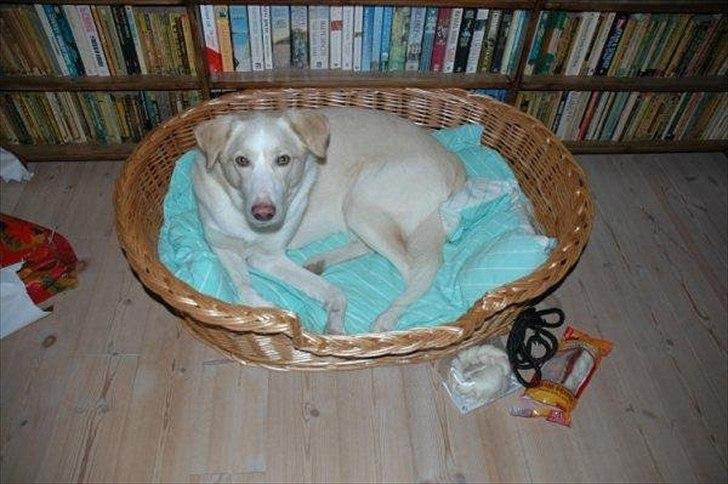 Blanding af racer Toby billede 7