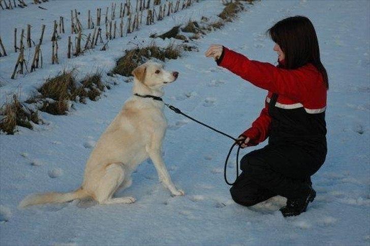 Blanding af racer Toby billede 8