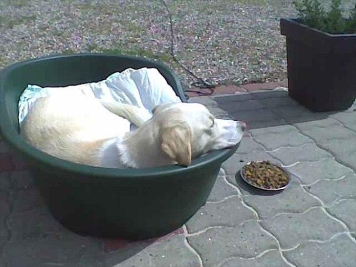 Blanding af racer Toby billede 10