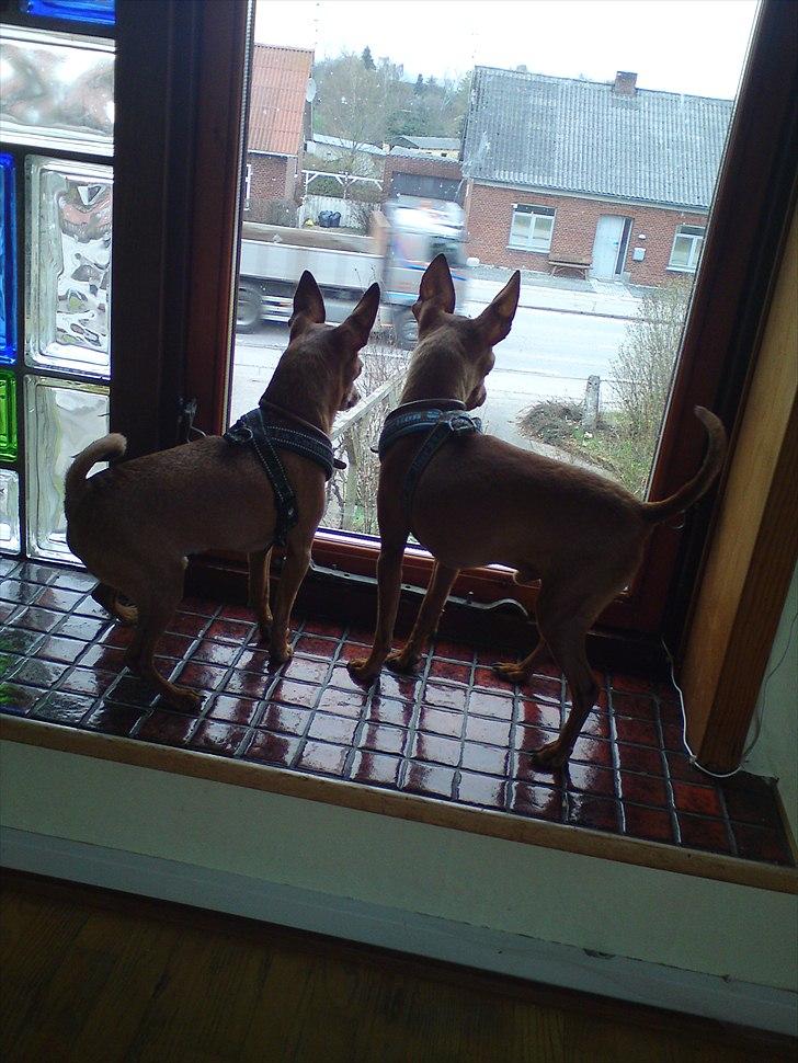 Dvaergpinscher Fumbo - Himmelhund billede 14