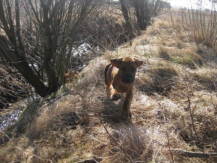 Rhodesian ridgeback Dalton billede 4