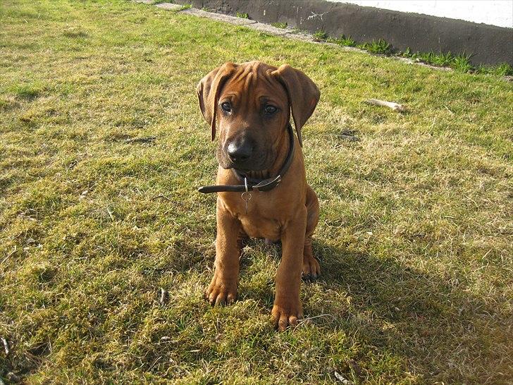 Rhodesian ridgeback Dalton billede 5