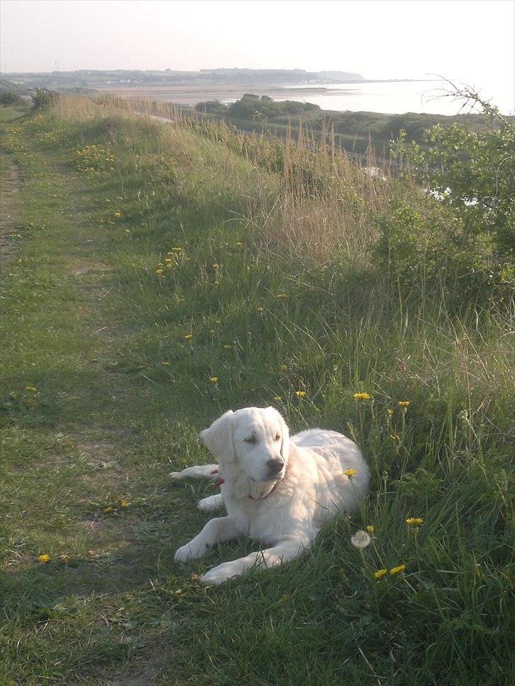 Golden retriever Chanti billede 1