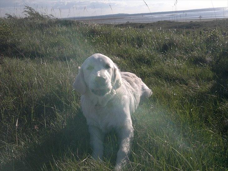 Golden retriever Chanti billede 2