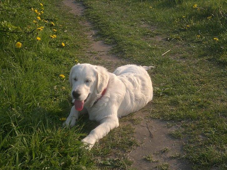 Golden retriever Chanti billede 3