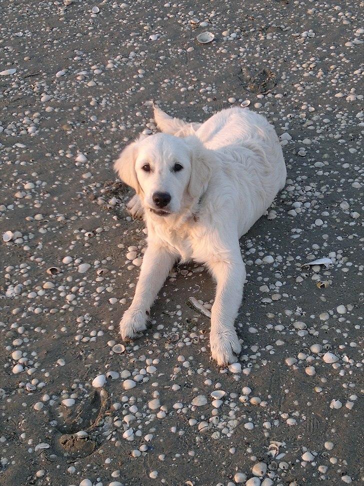 Golden retriever Chanti billede 4