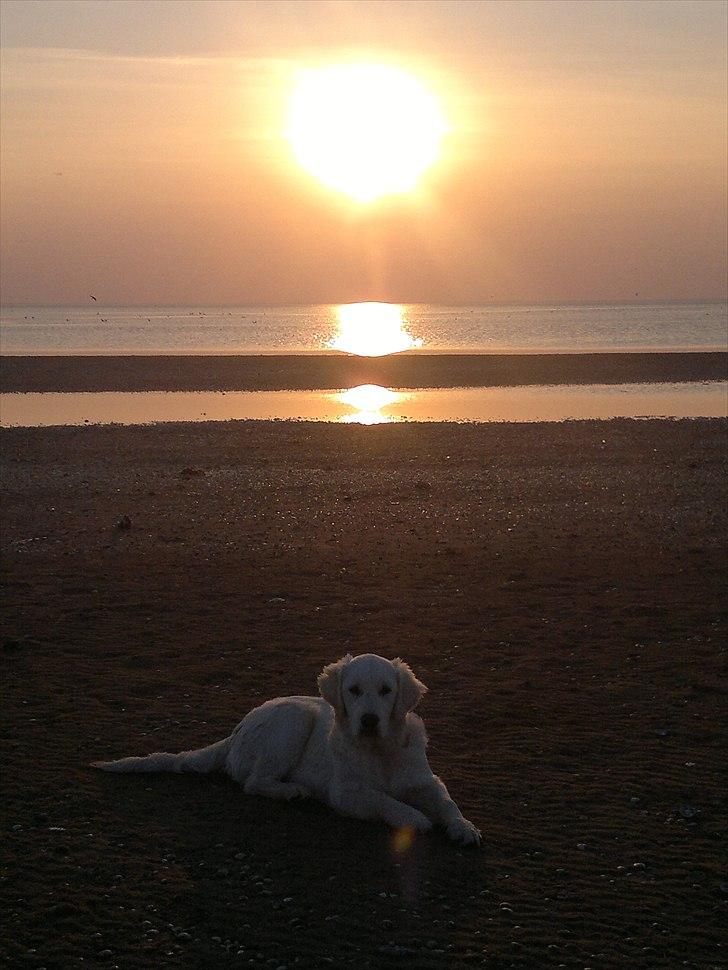 Golden retriever Chanti billede 5