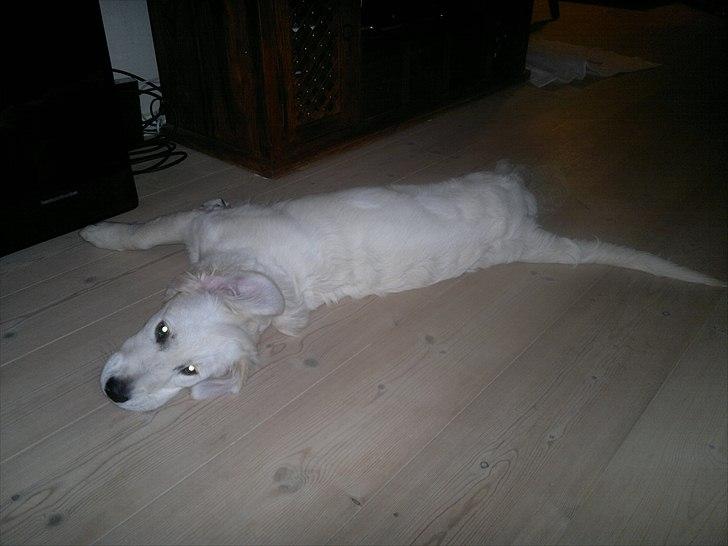 Golden retriever Chanti billede 6