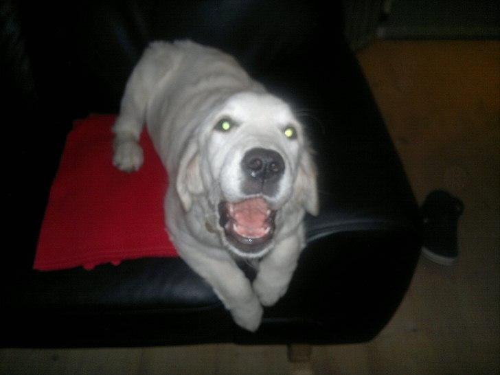 Golden retriever Chanti billede 7