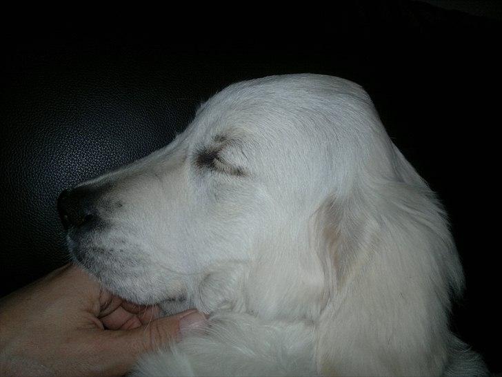 Golden retriever Chanti billede 8