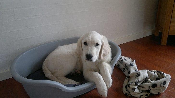 Golden retriever Chanti billede 9