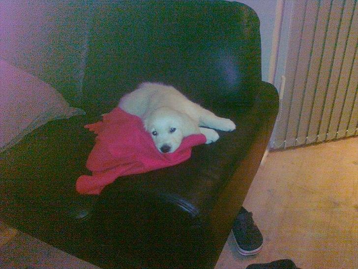 Golden retriever Chanti billede 10