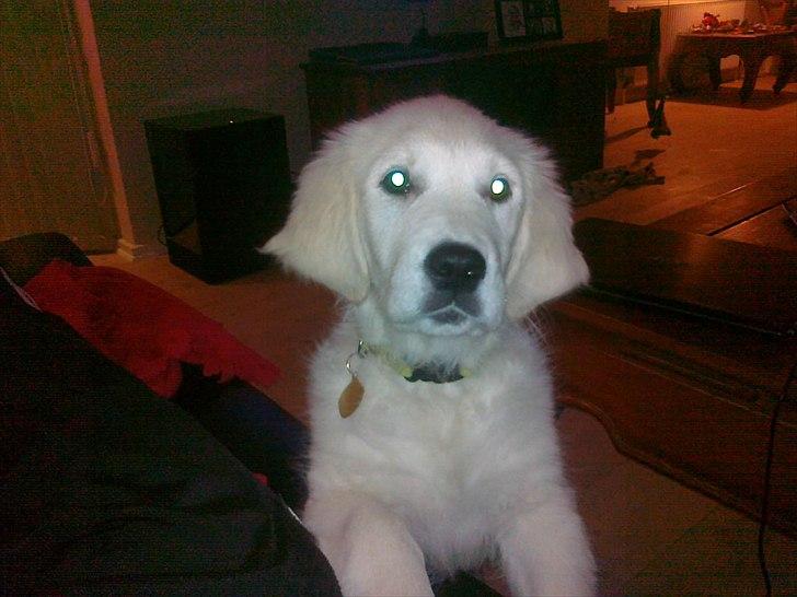 Golden retriever Chanti billede 11