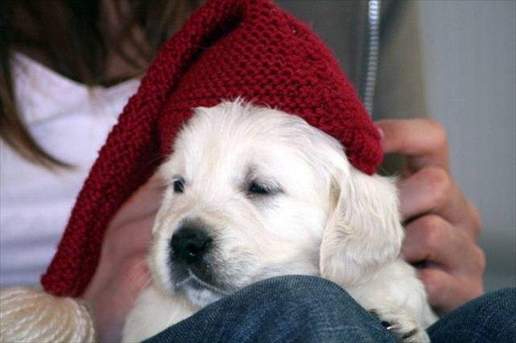 Golden retriever Chanti billede 12