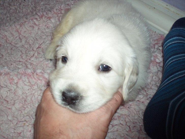 Golden retriever Chanti billede 13
