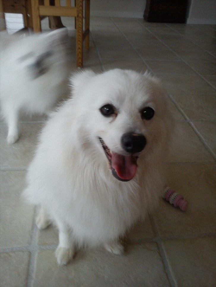 Volpino italiano Hedehuset's Primitivo (Ludvig) - Ludvig i stuen med Chulo i baggrunde. Billede: Mig billede 1