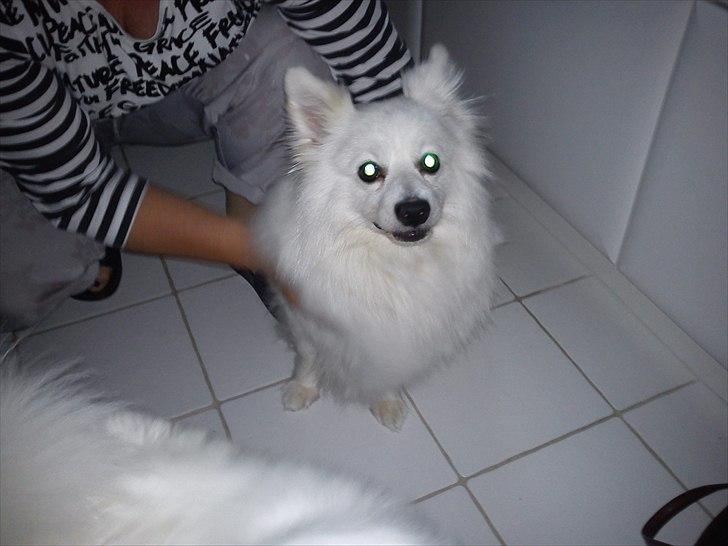 Volpino italiano Hedehuset's Primitivo (Ludvig) - Mor holder lige om Ludvig så vi kan få taget et ordenlig billede. Billede: Mig billede 3