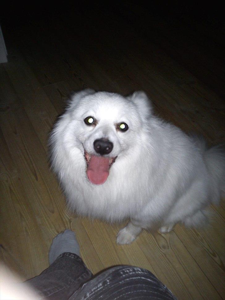 Volpino italiano Hedehuset's Primitivo (Ludvig) - En tilfreds dreng. Billede: Mig billede 2