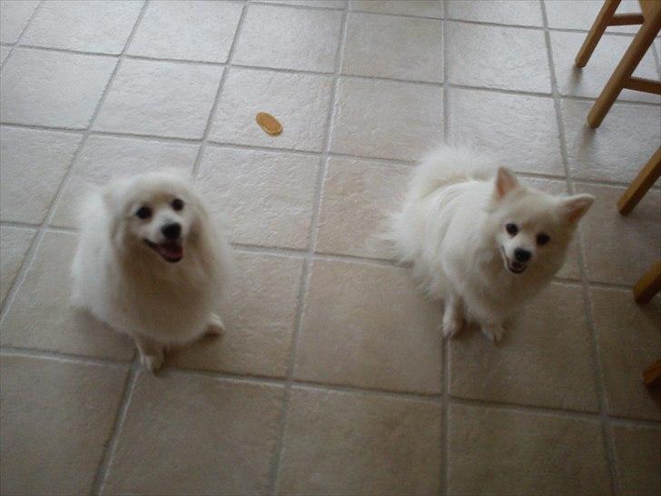 Volpino italiano Hedehuset's Primitivo (Ludvig) - Ludvig til venstre og Chulo til højre. Billede: Mig. billede 4