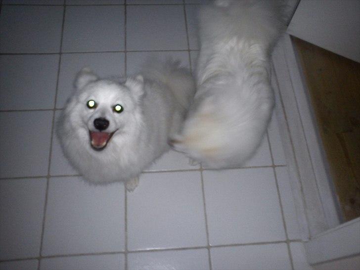 Volpino italiano Hedehuset's Primitivo (Ludvig) - Ludvig sidder pænt imens Chulo tjekker ham ud. :b Billede: Mig billede 5