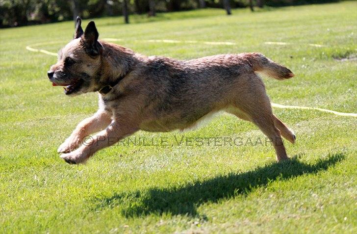 Border terrier Mille billede 13