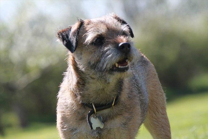 Border terrier Mille billede 14